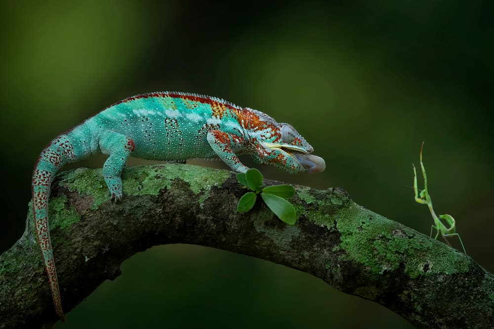 Chameleon Mantis Encounter by Tantoyensen — canvas wall art