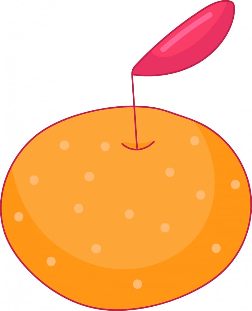 Cheerful Orange Fruit by Marika Barsrsind β canvas wall art