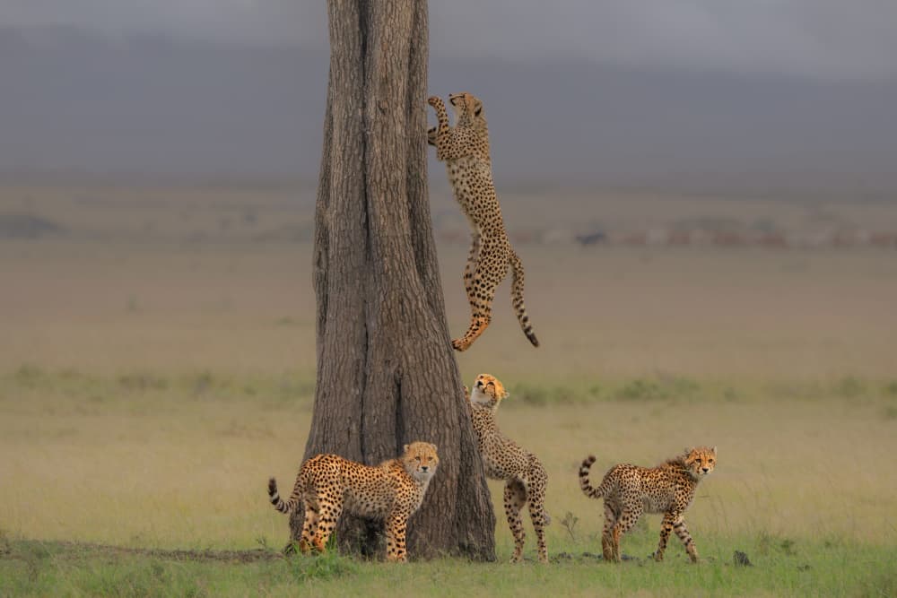 Playful Cheetahs Climbing Tree by MIN LI — canvas wall art