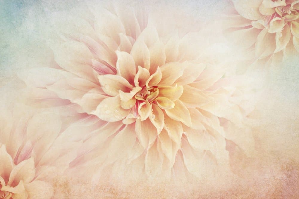 Soft Peach Dahlias by Jacky Parker — canvas wall art