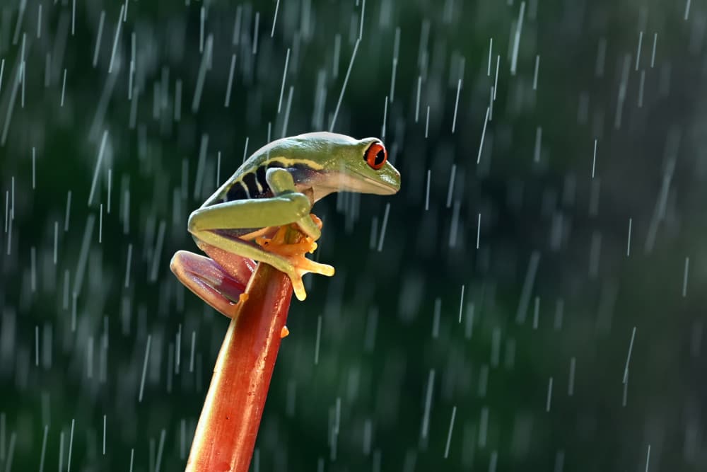Red-Eyed Tree Frog In Rain by Rawisyah Aditya — canvas wall art