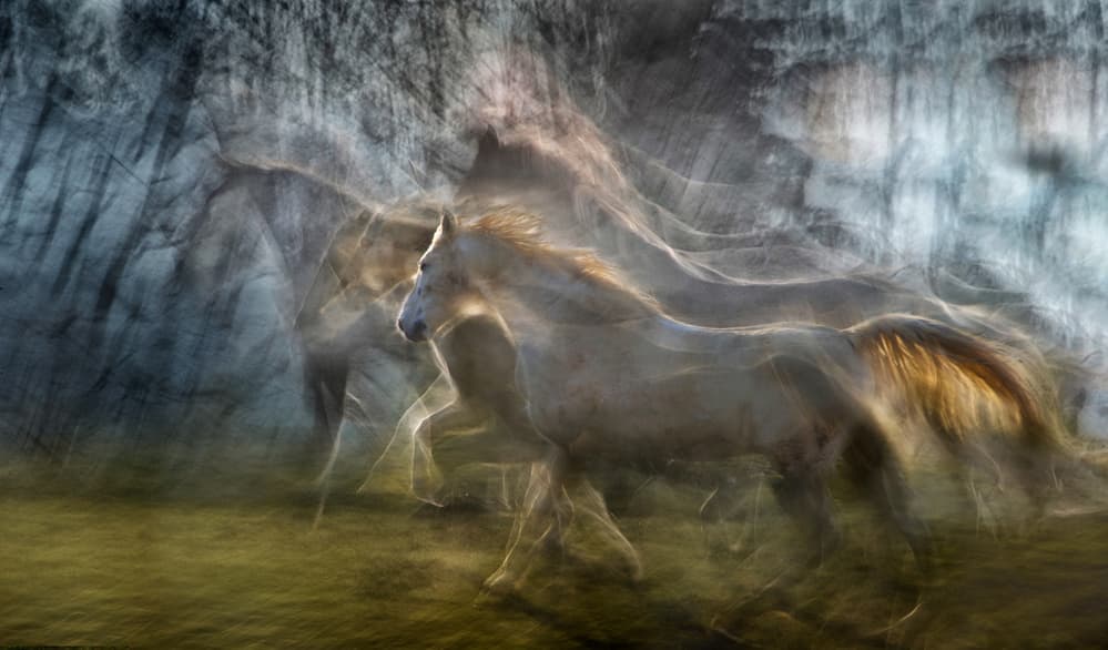 Wild Horses Running by Milan Malovrh — canvas wall art