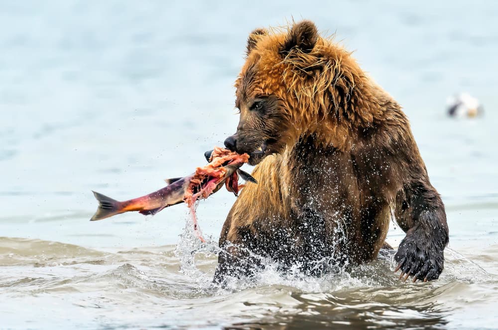 Grizzly Bear's Salmon Catch by Giuseppe DAmico — canvas wall art