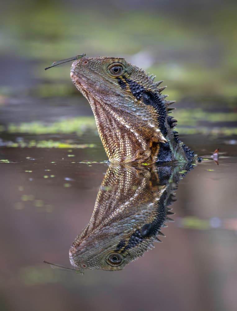 Water Dragon With Damselfly by Emanuel Papamanolis — canvas wall art