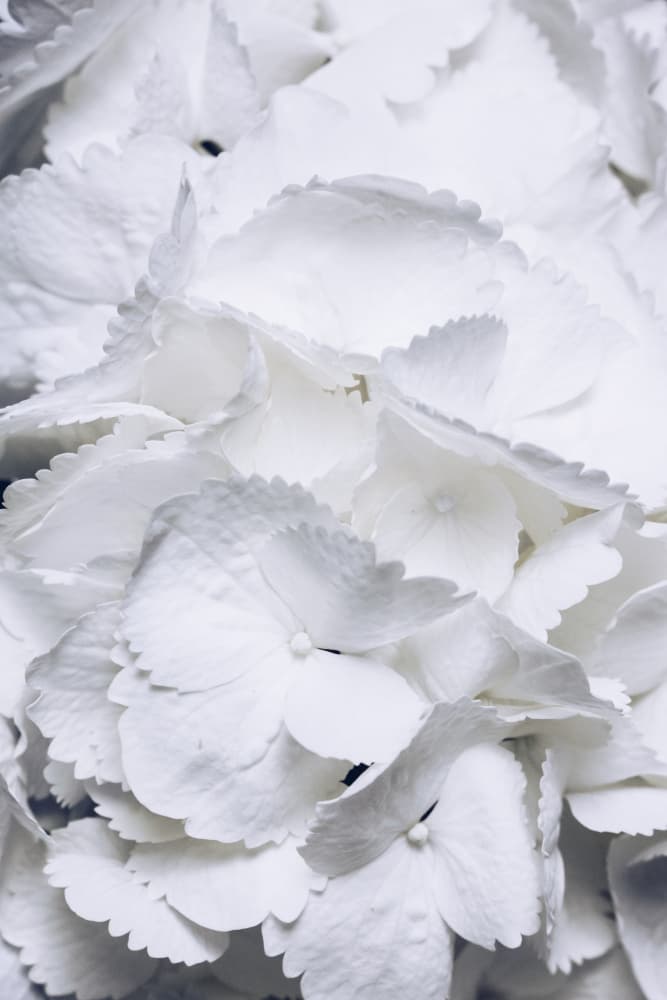Delicate White Hydrangea Petals by uplusmestudio — canvas wall art