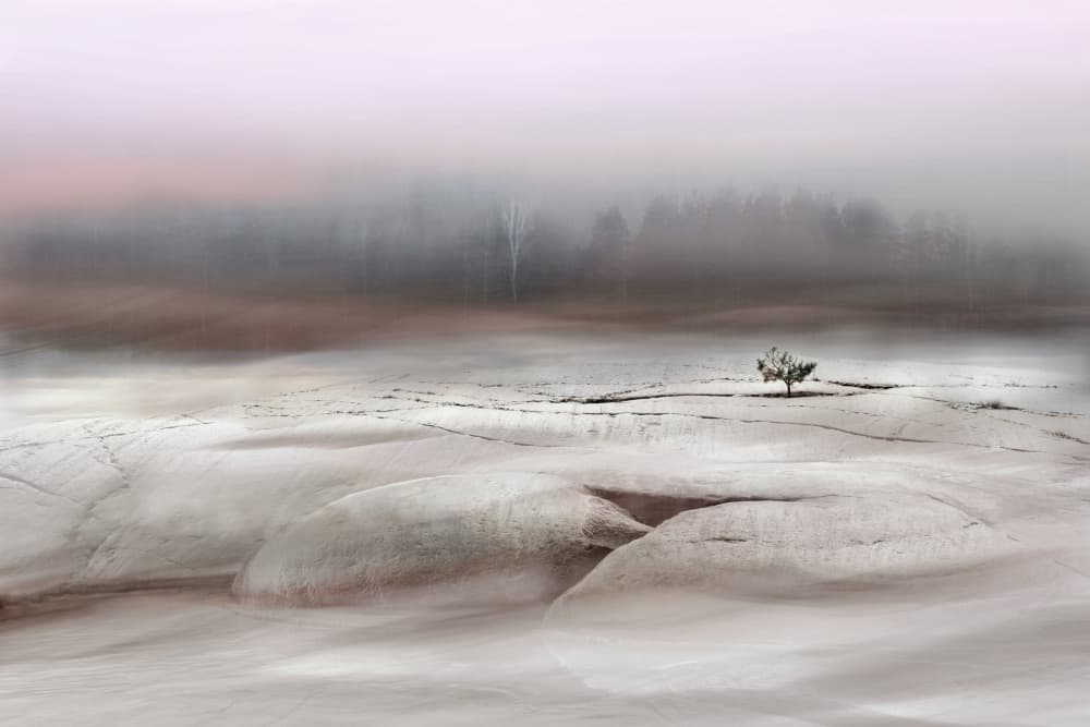 Solitary Winter Tree by Christina Sillen — canvas wall art