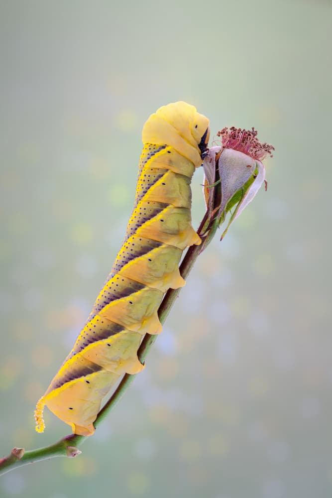 Vibrant Caterpillar Feeding by Gustavo Ribes — canvas wall art