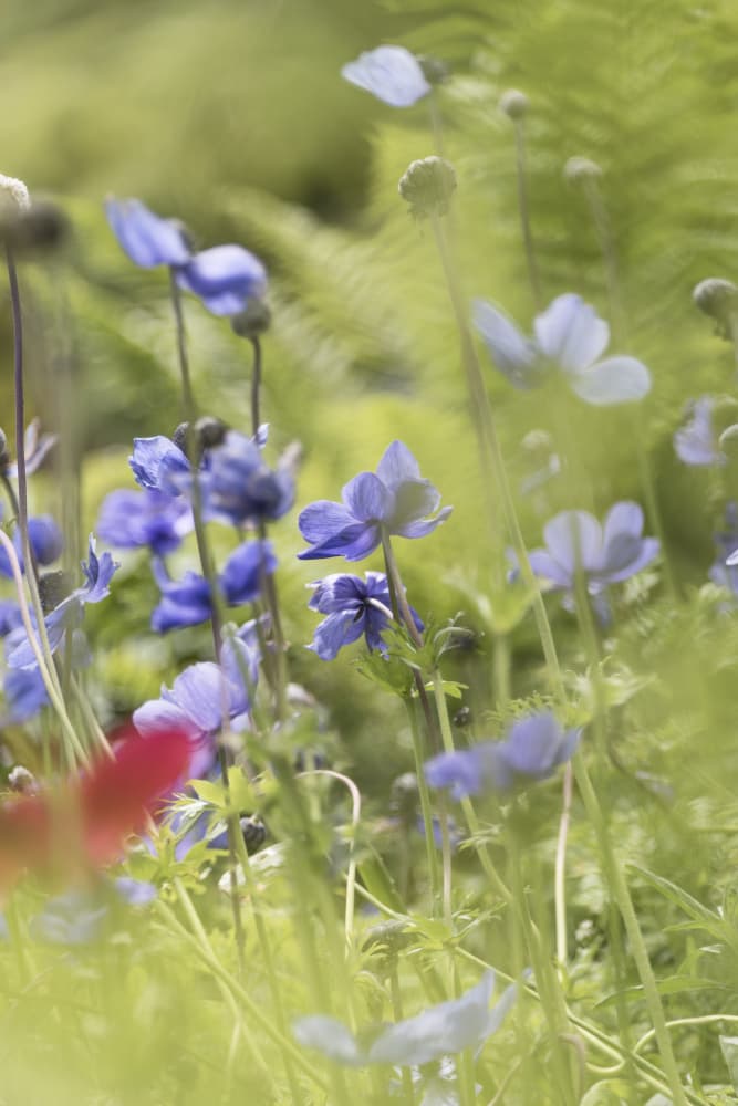 Dreamy Blue Flowers by Lynann Colligan — canvas wall art