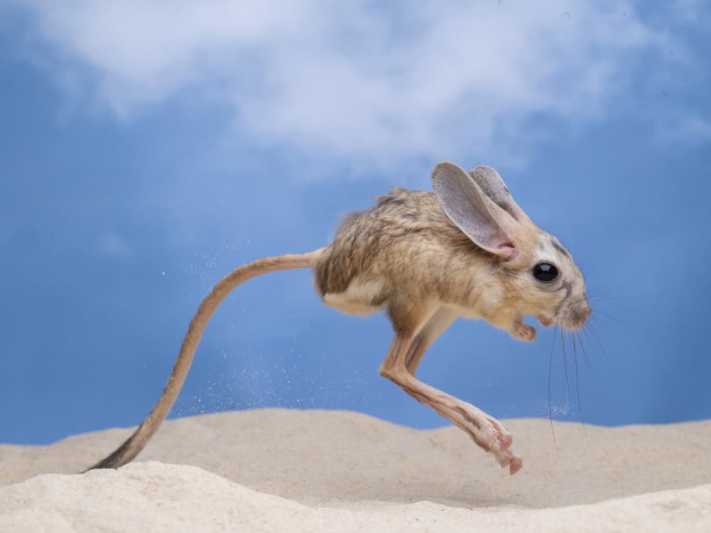 Desert Jerboa Leap by Ajar Setiadi — canvas wall art