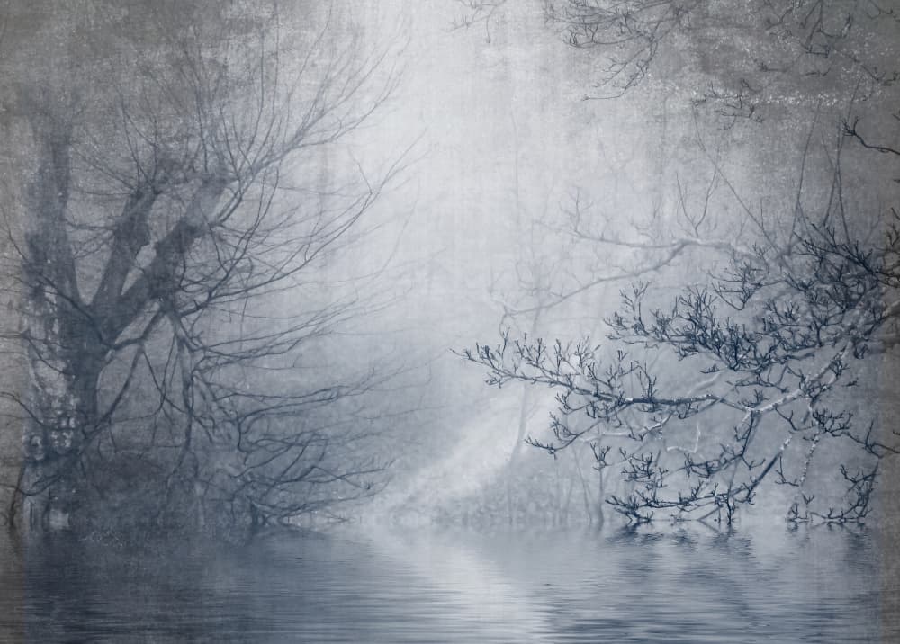 Misty Winter Trees by Anna Cseresnjes — canvas wall art
