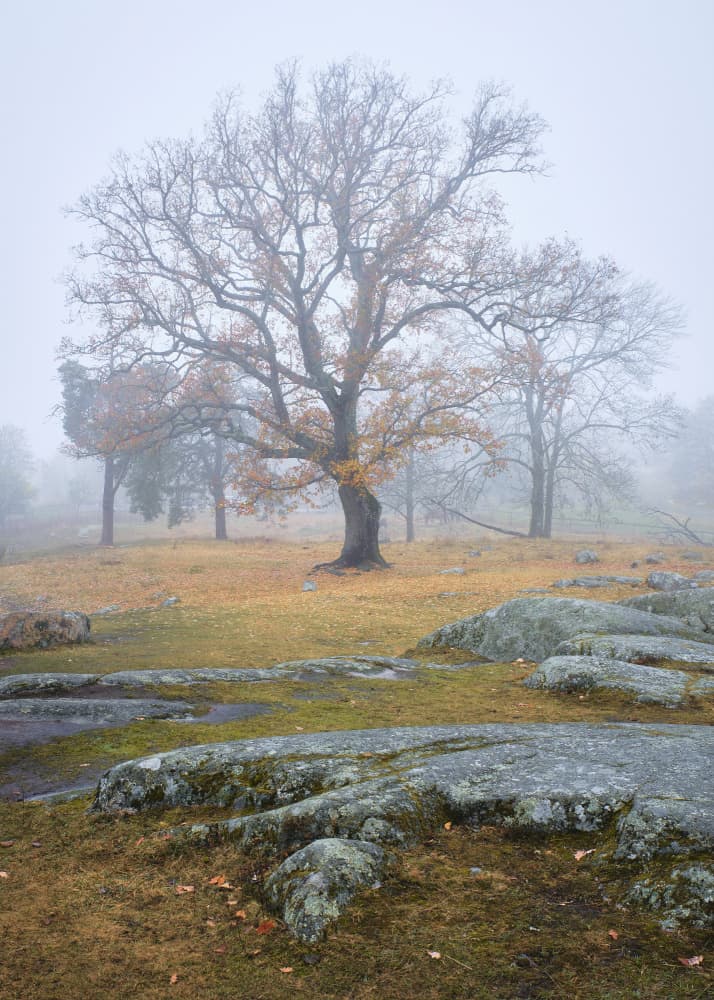 Ancient Tree in Mist by Hamed Bank — canvas wall art