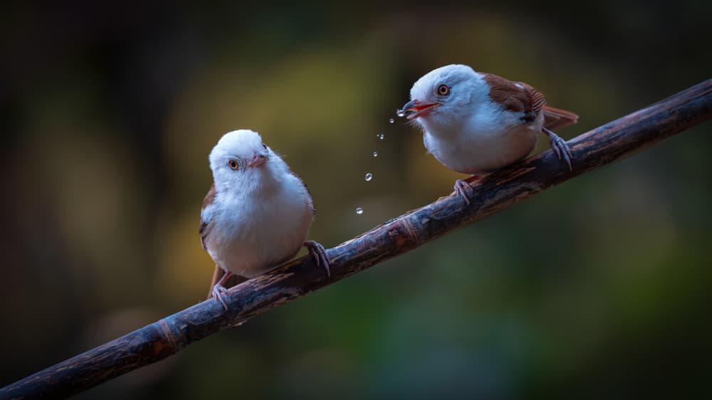 Birds and Water Droplets by tianhuayu — canvas wall art