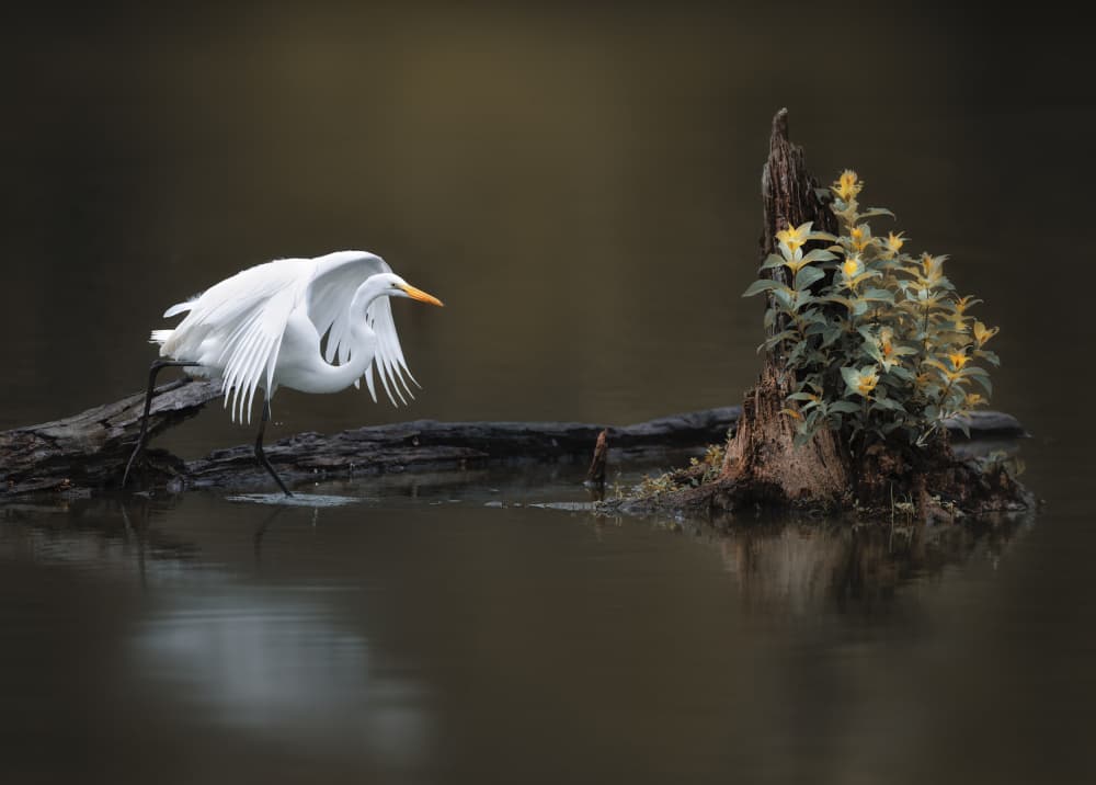 Graceful Egret on Water by Catherine Wang — canvas wall art