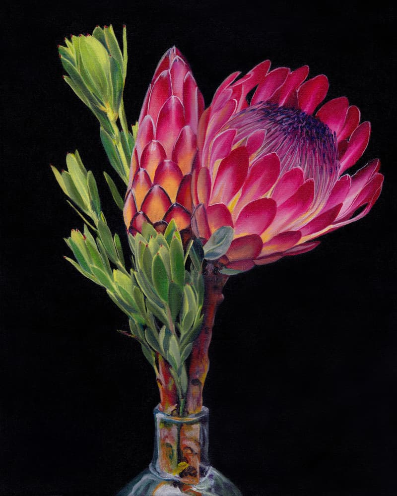 Vibrant Protea Flowers by Viccy Wanliss — canvas wall art