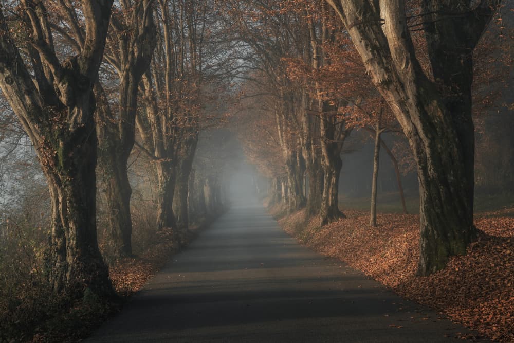 Misty Autumn Road by Thomas de Franzoni — canvas wall art