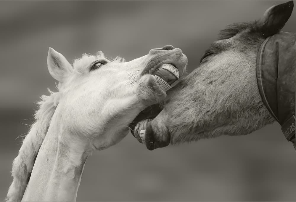 Playful Horses by Allan Wallberg — canvas wall art