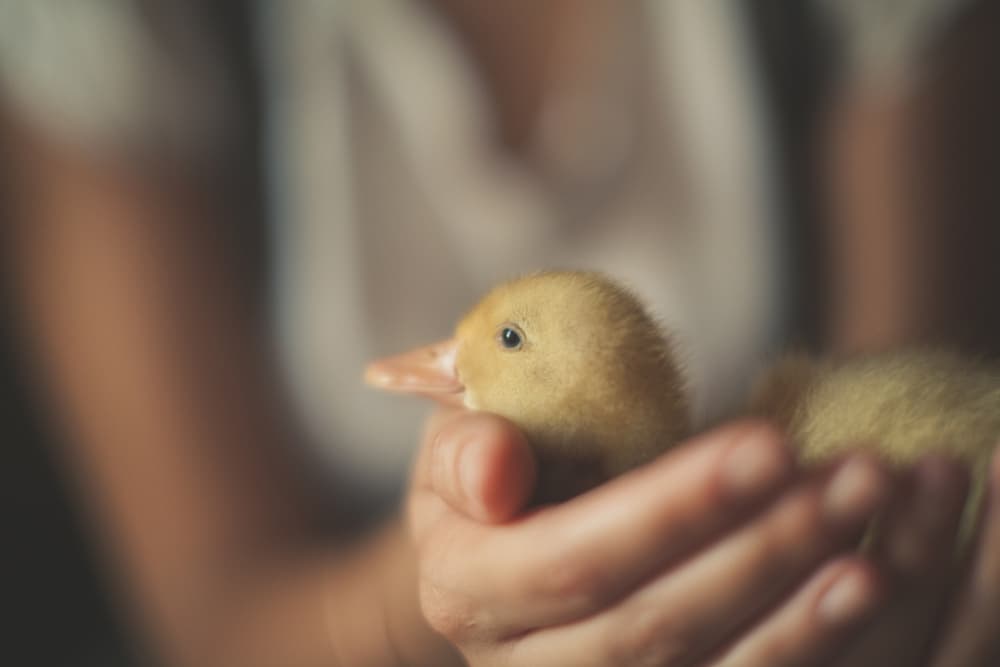 Tiny Duckling in Hands by Javier Pardina — canvas wall art