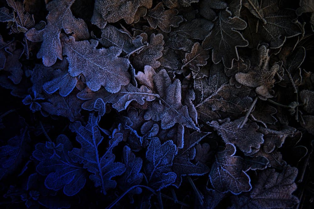 Icy Blue Leaves by Wim Schuurmans — canvas wall art