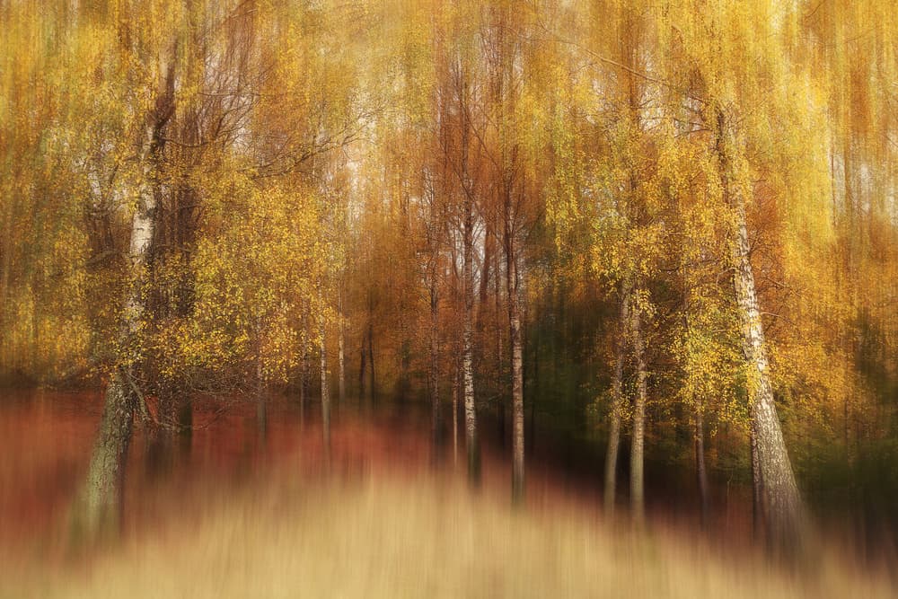 Dreamy Autumn Birches by Gustav Davidsson — canvas wall art
