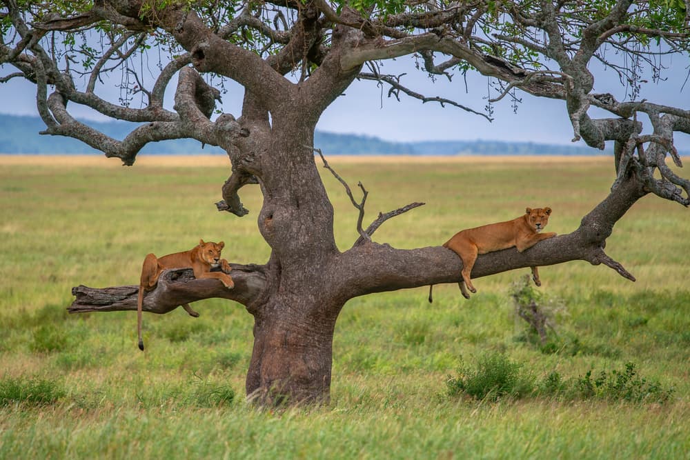 Lionesses Resting on Tree by Mohammed Alnaser — canvas wall art