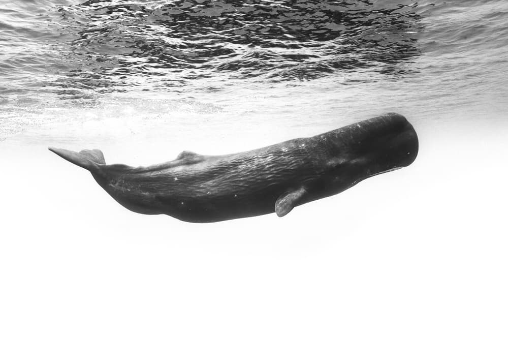 Peaceful Sperm Whale Swim by Barathieu Gabriel — canvas wall art