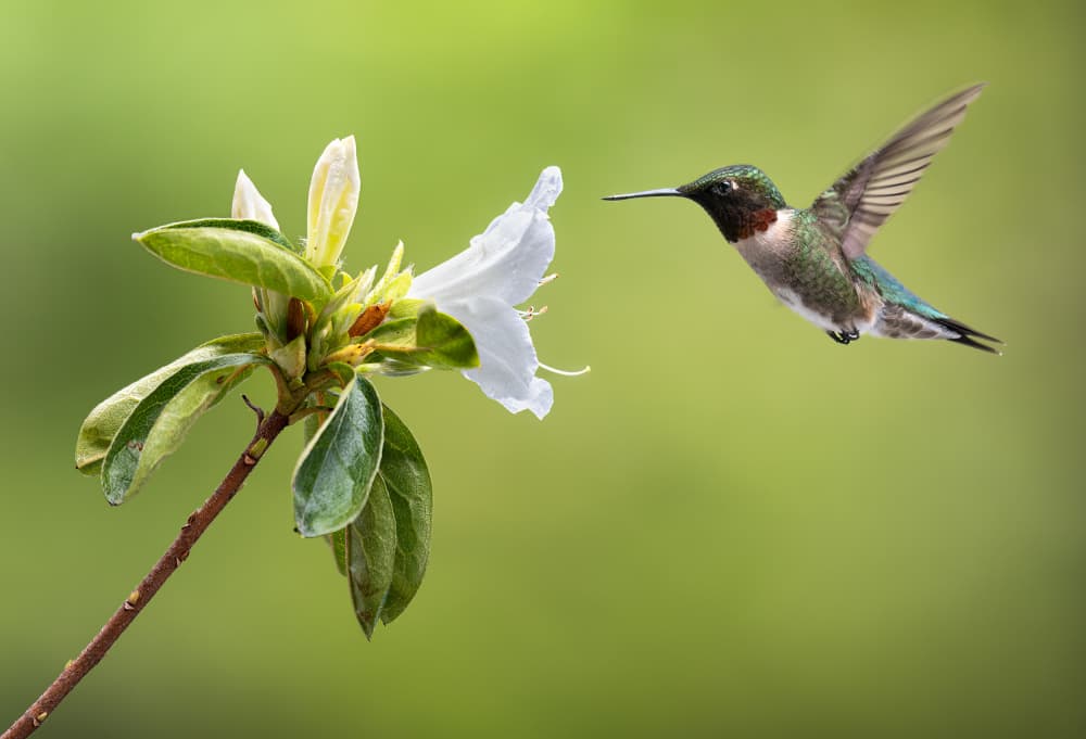 Delicate Hummingbird Hover by Atul Saluja — canvas wall art