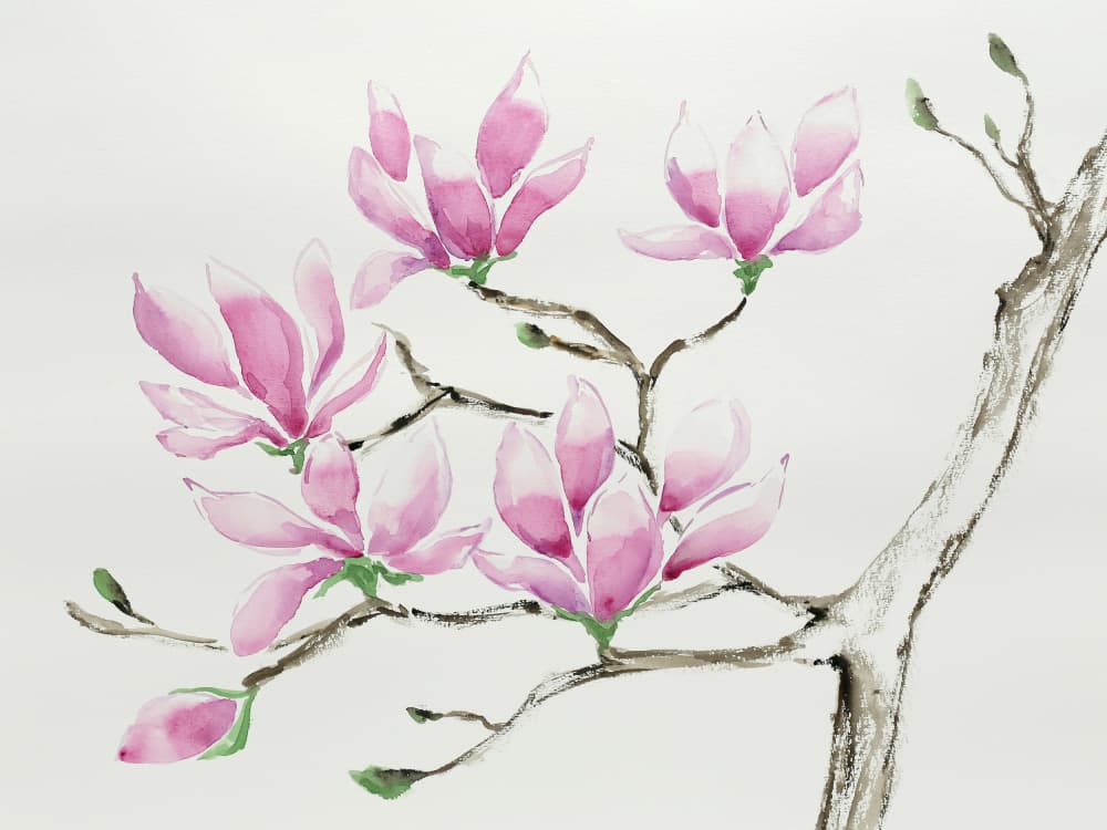 Delicate Pink Magnolias by Natalie Bruns — canvas wall art