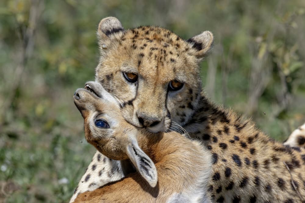 Cheetah Captures Gazelle by Alessandro Catta — canvas wall art