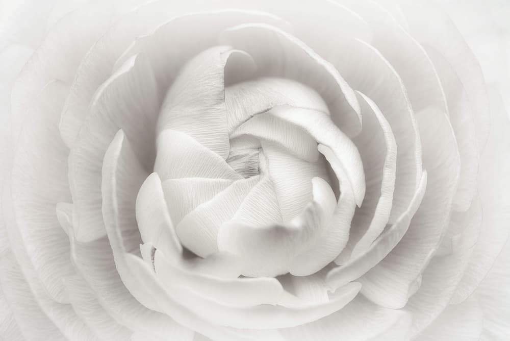 Soft White Petals by Lotte Grønkjær — canvas wall art