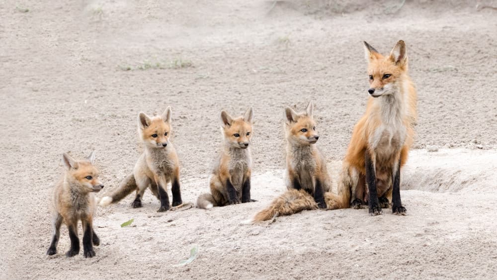Red Fox Family by Bill Lu — canvas wall art