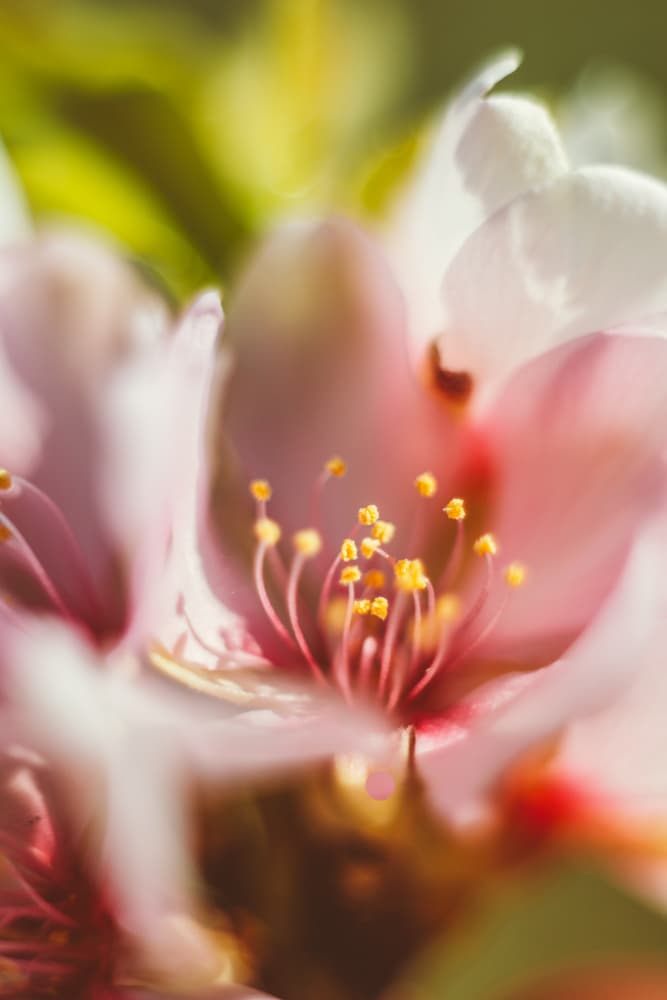 Soft Pink Bloom by Javier Pardina — canvas wall art