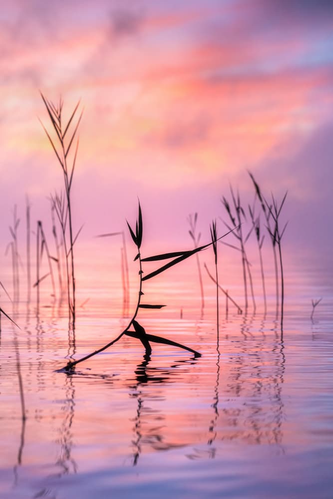 Misty Pink Dawn by Ulrike Eisenmann — canvas wall art