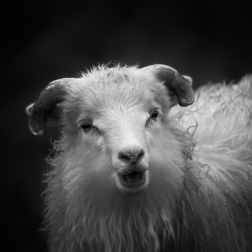 Talking Sheep Portrait by Aidong Ning — canvas wall art