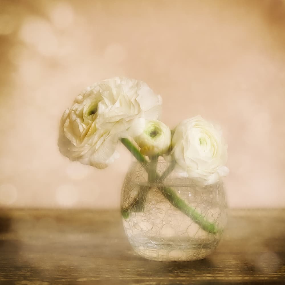 Soft Ranunculus Bloom by Marie-anne Stas — canvas wall art