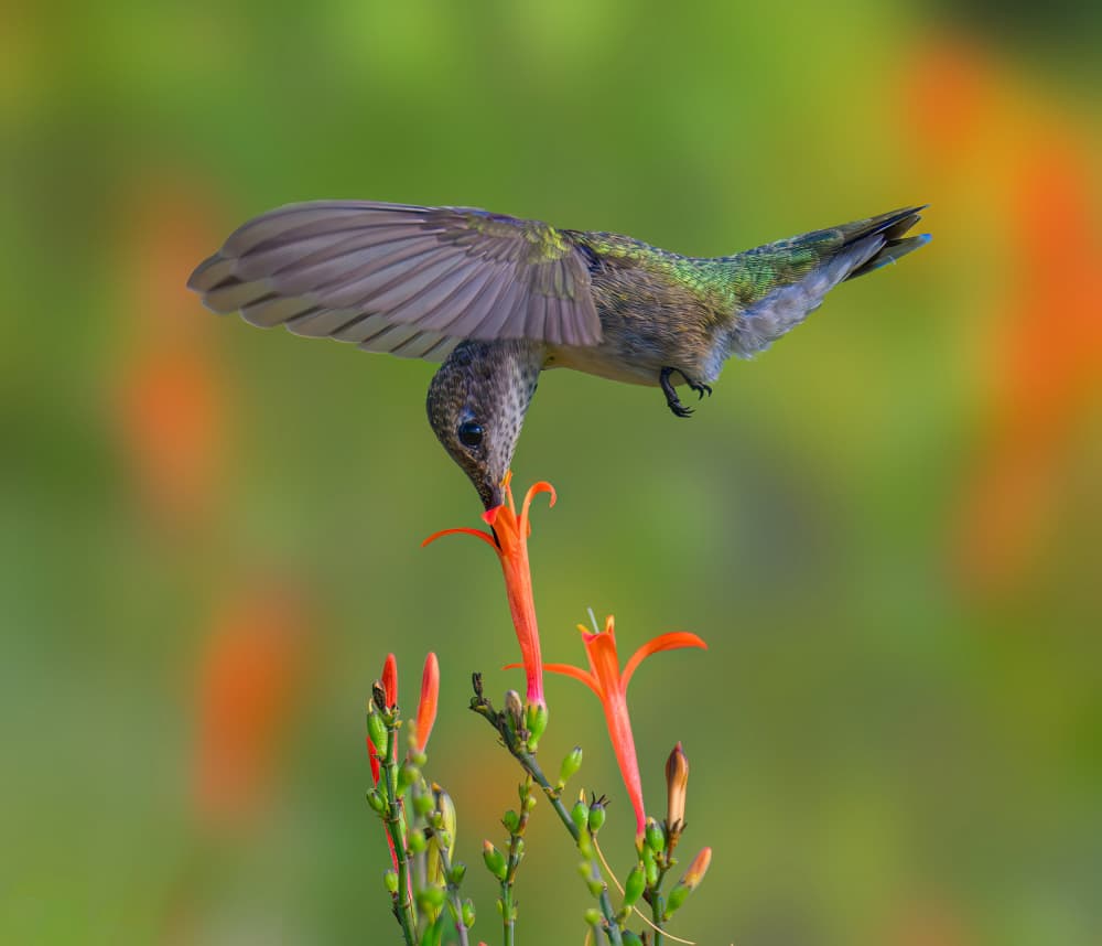 Hummingbird On Orange Flower by Mike He — canvas wall art