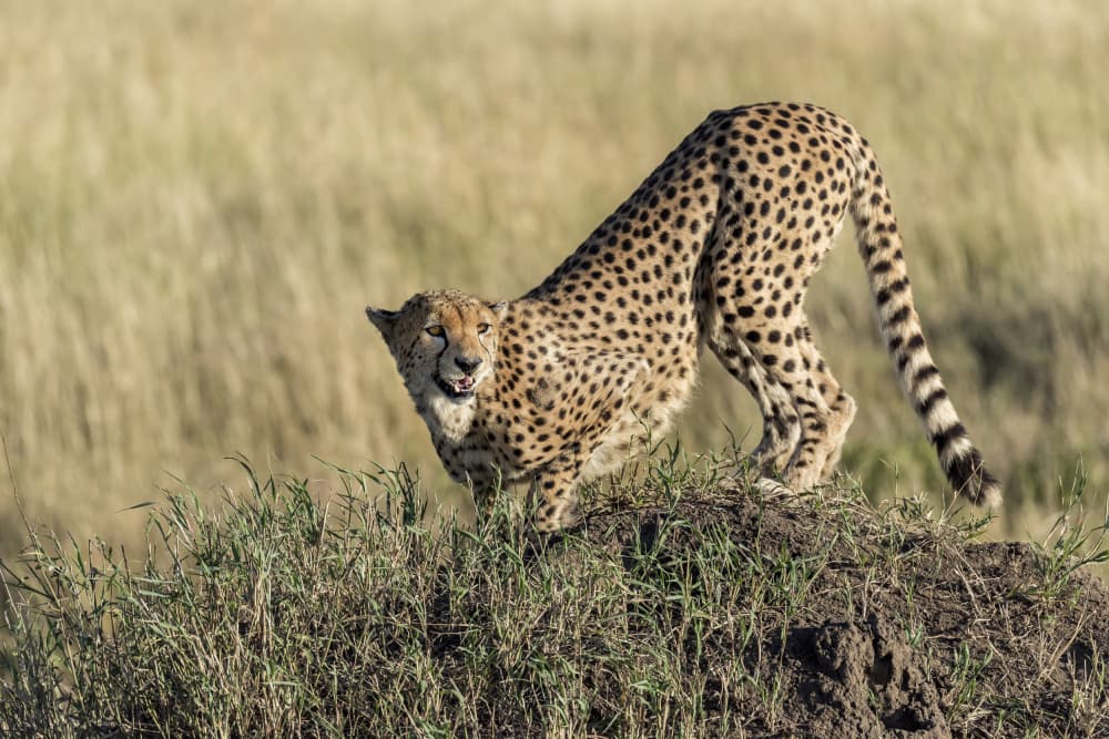 Alert African Cheetah by Giuseppe DAmico — canvas wall art