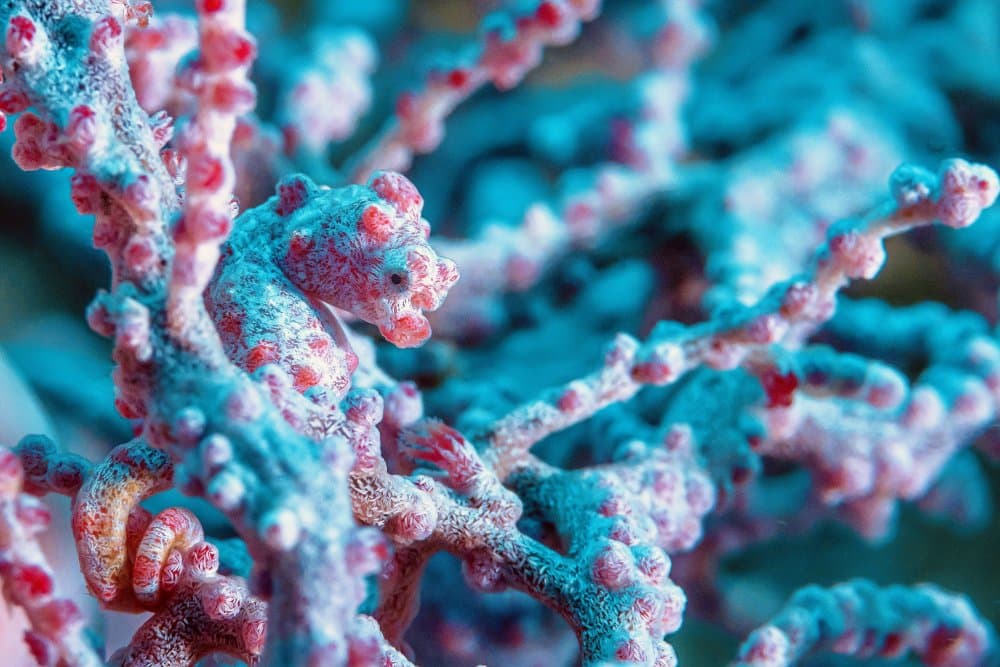 Pygmy Seahorse In Coral by Serge Melesan — canvas wall art