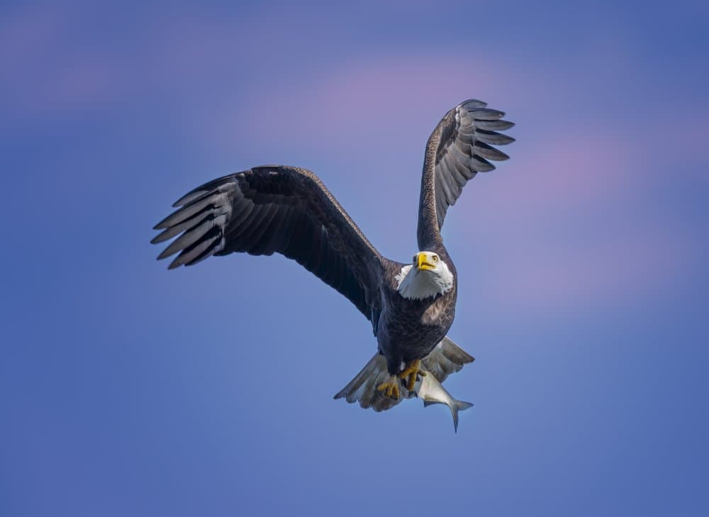 Eagle's Catch by Anna Zhang — canvas wall art