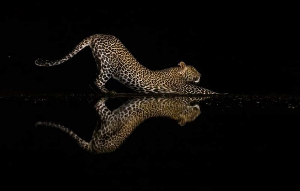 Stretching Leopard Reflection by Judy Tseng — canvas wall art