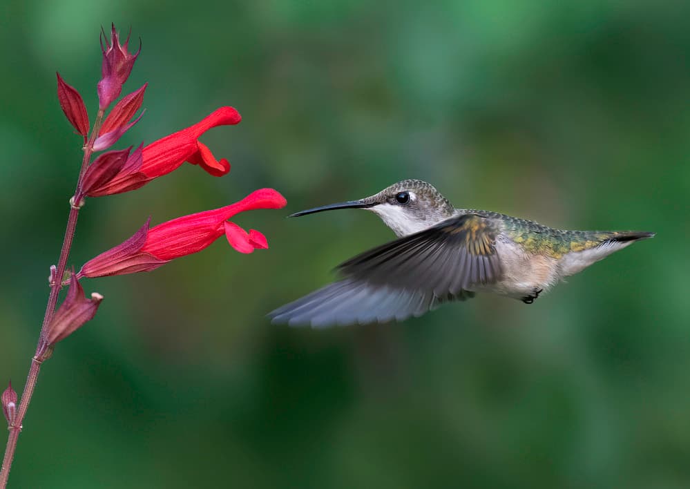 Hummingbird At Red Flowers by Binbin L. — canvas wall art