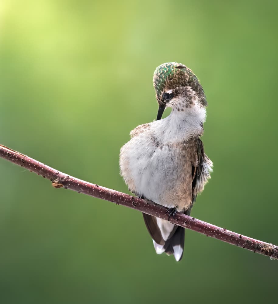 Hummingbird Preening on Branch by Atul Saluja — canvas wall art