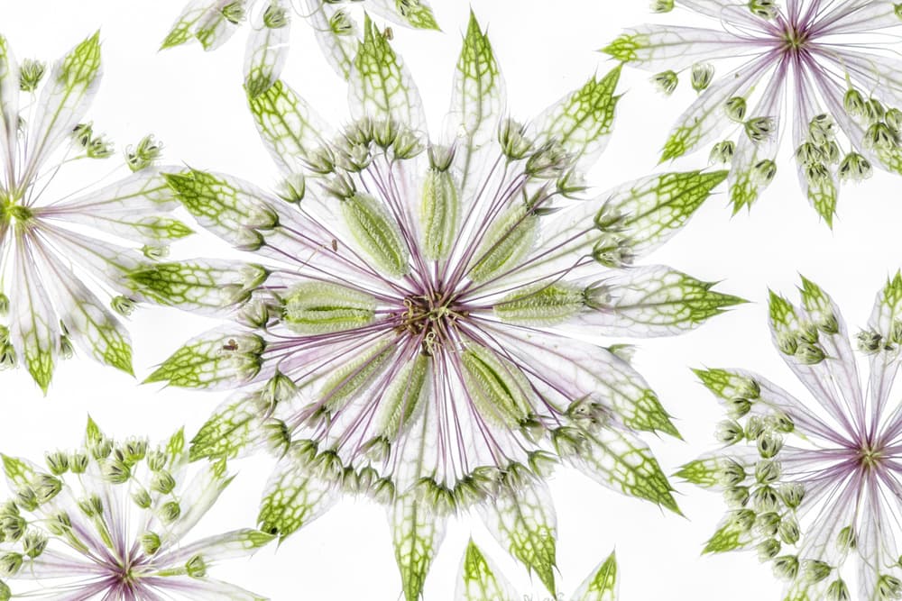 Astrantia by Mandy Disher — canvas wall art