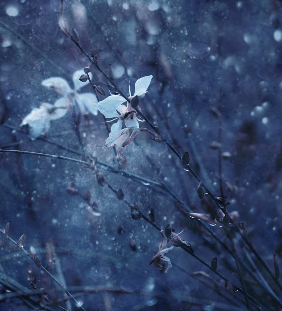 Soft Blue Blooms by Delphine Devos — canvas wall art