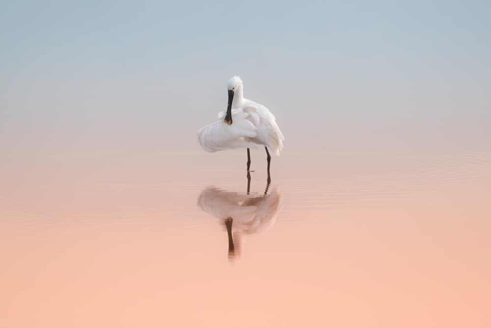 Serene Bird Reflection by Natalia Rublina — canvas wall art