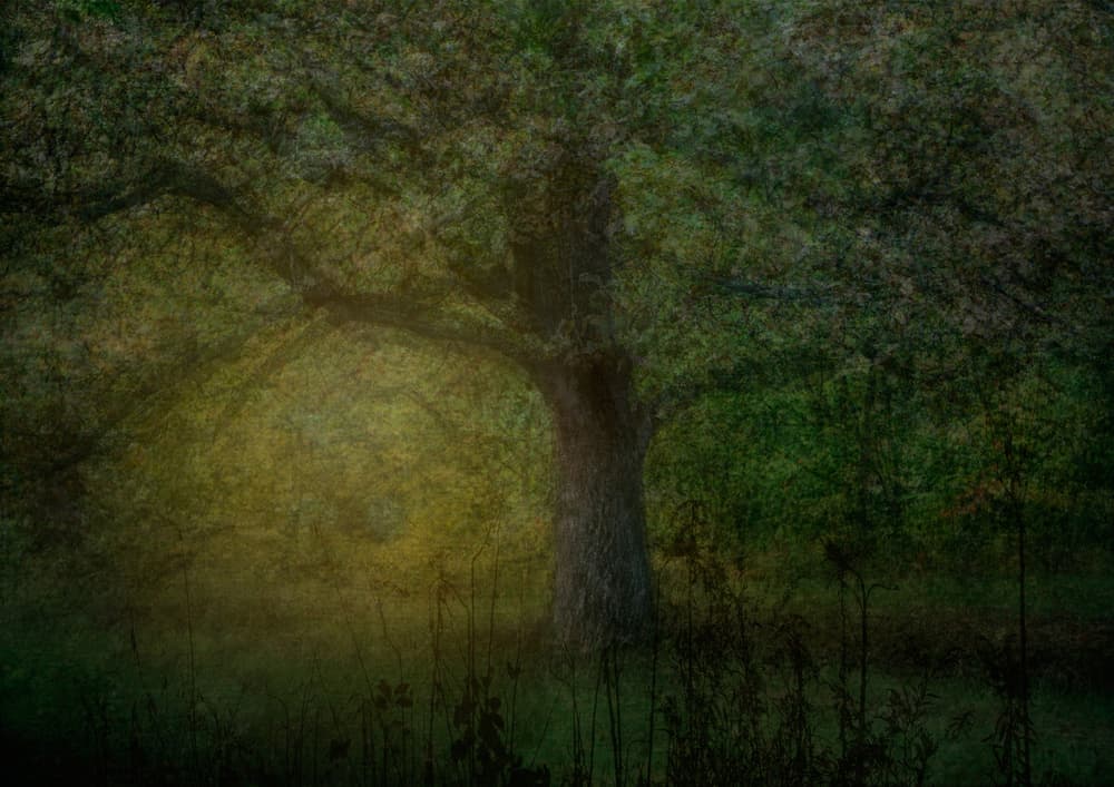 Dreamy Forest Light by Katarina Holmström — canvas wall art