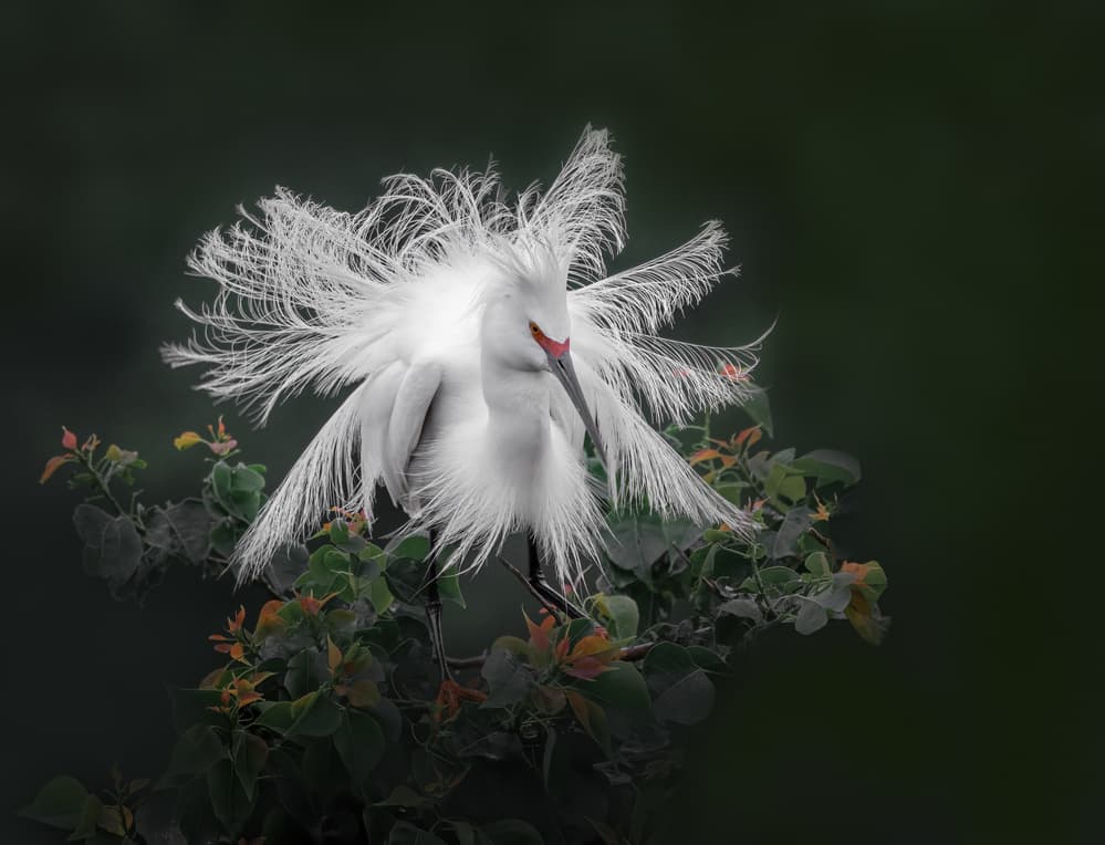 Elegant Egret Display by Sheila Xu — canvas wall art