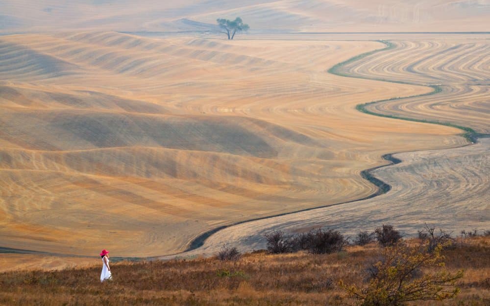 Woman Walks Golden Hills by John J. Chen — canvas wall art