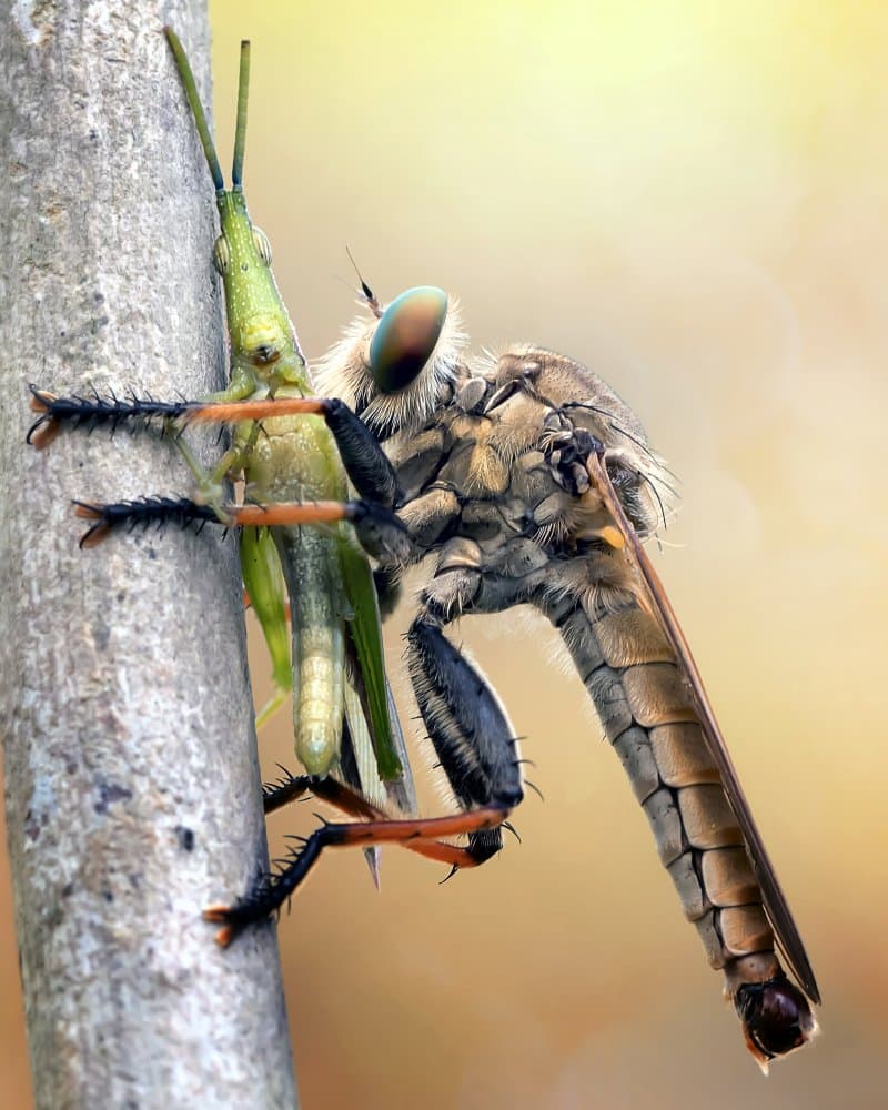 Robber Fly Hunting Grasshopper by Fauzan Maududdin — canvas wall art
