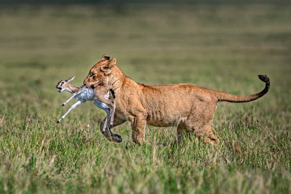Lioness Carries Gazelle by Xavier Ortega — canvas wall art