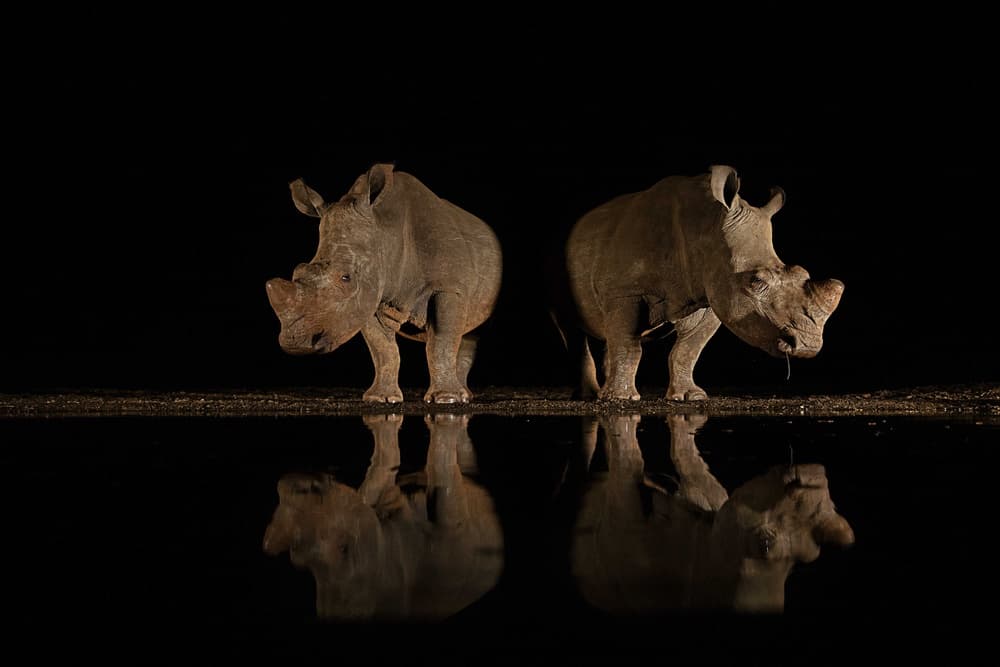 Rhinos Night Reflections by Amnon Eichelberg — canvas wall art
